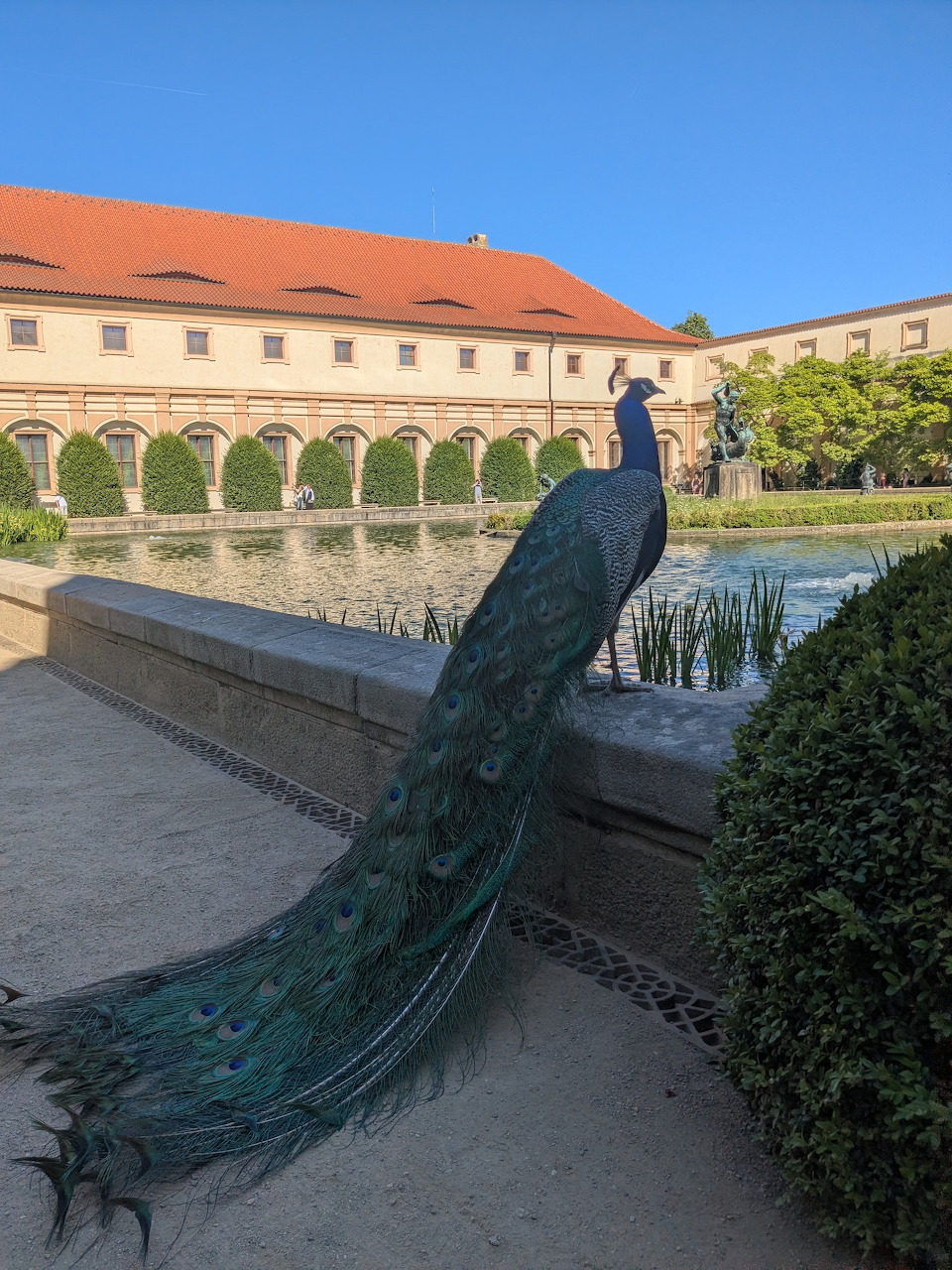 Peacock with long tail standing by a reflecting pool in a sunny courtyard