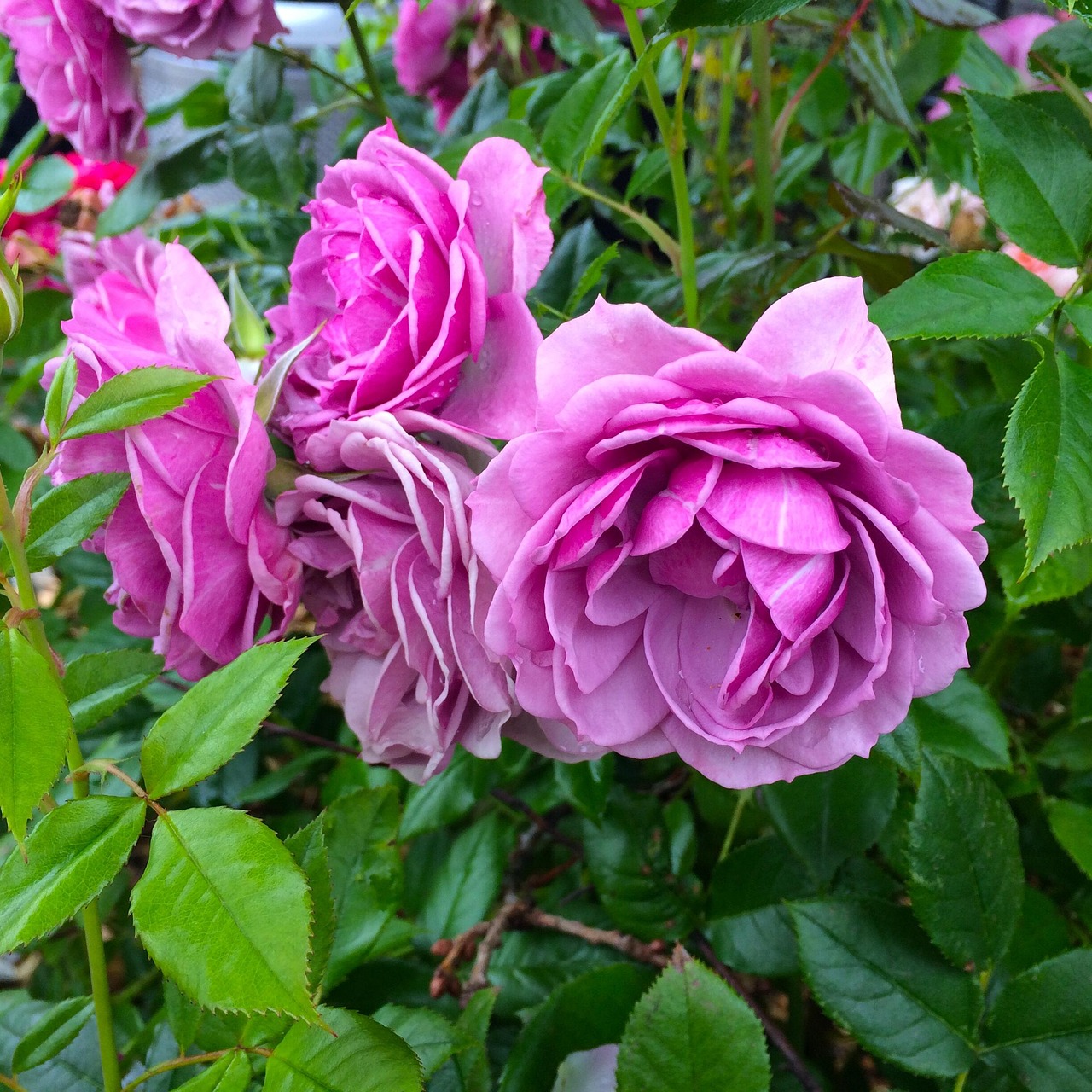 Pink English roses blooming among green leaves in a garden