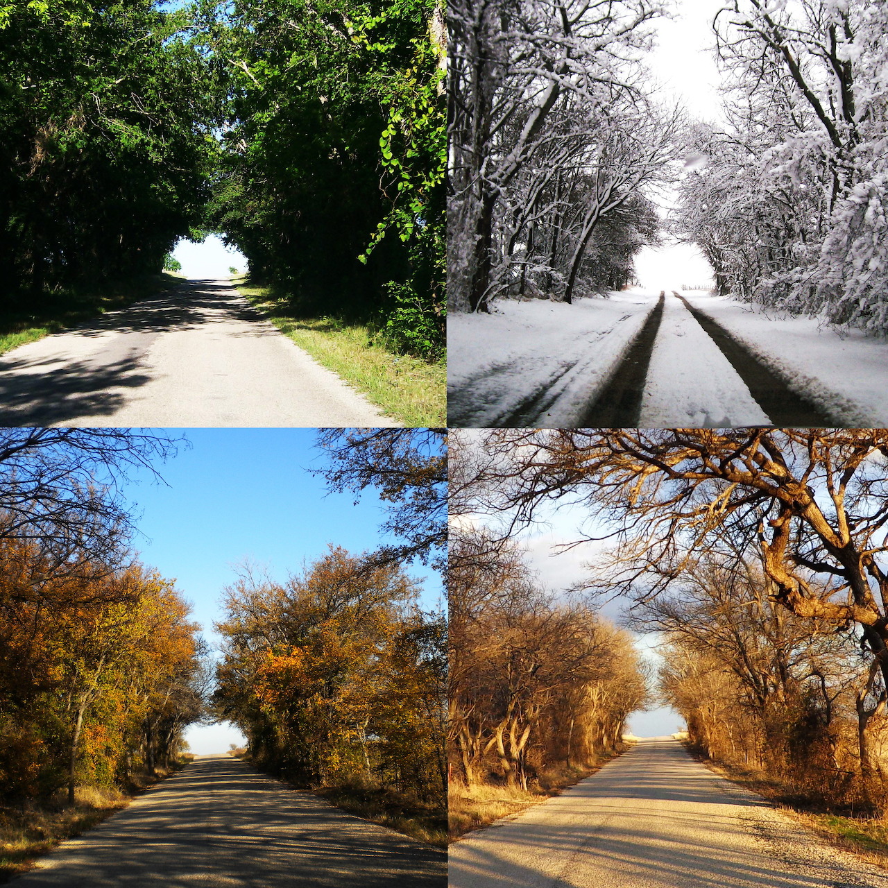 Country road split into four panels showing summer, winter, autumn, and fall seasons with tree-lined paths