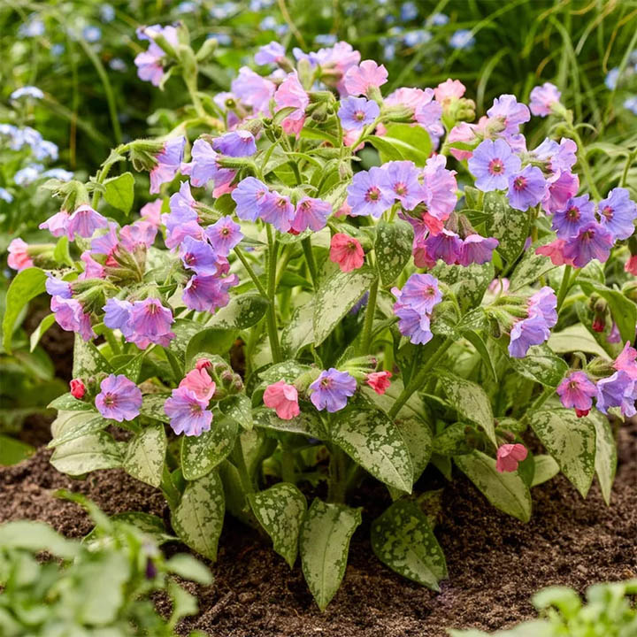 Pink and purple lungwort flowers with spotted green leaves in a garden bed