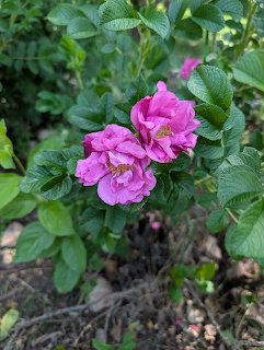 Pink wild roses blooming with green foliage