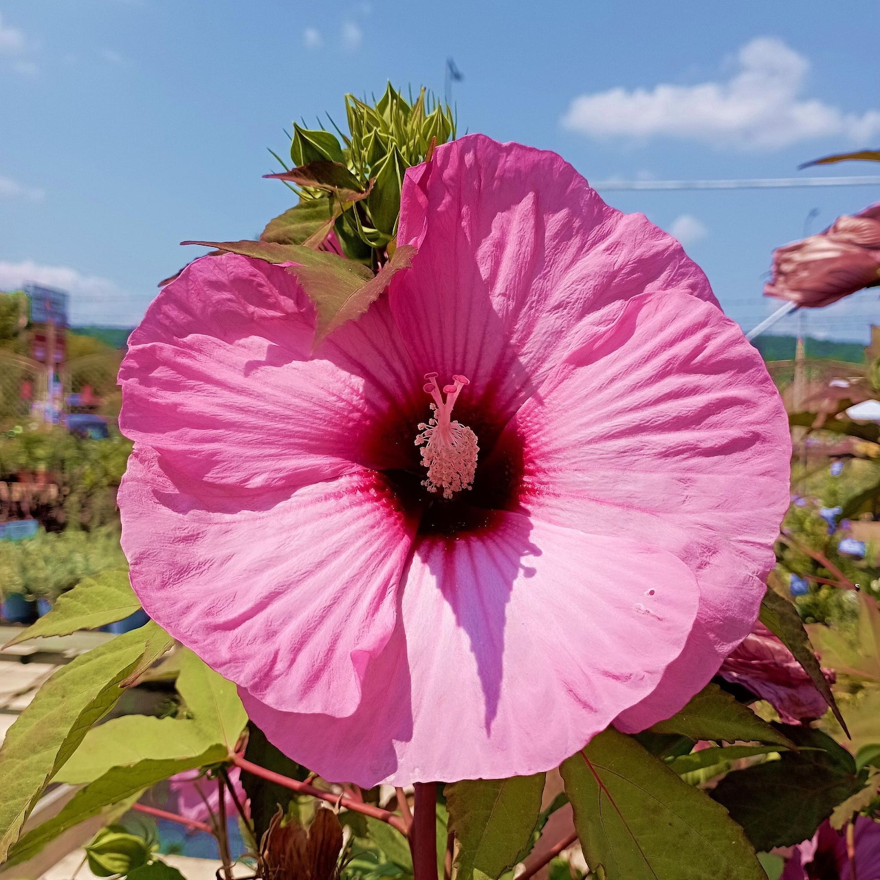 Pink Hollyhock Flower