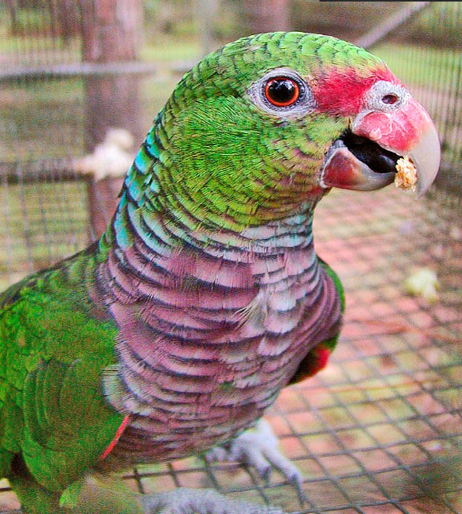 Close-up of a green parrot with pink facial markings perched on wire mesh