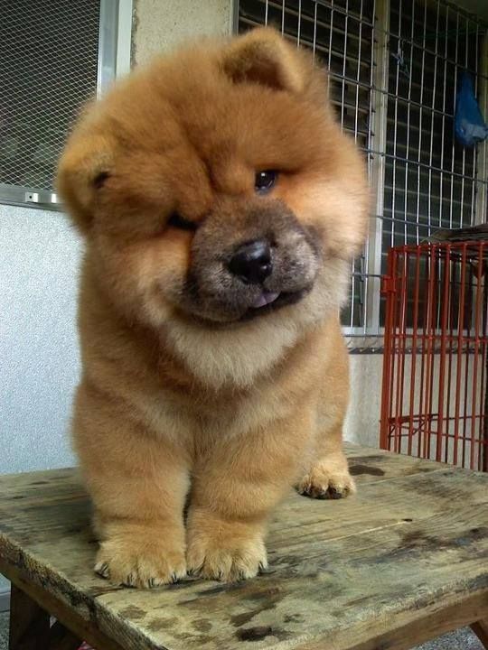 Fluffy cream Chow Chow puppy sitting and looking forward