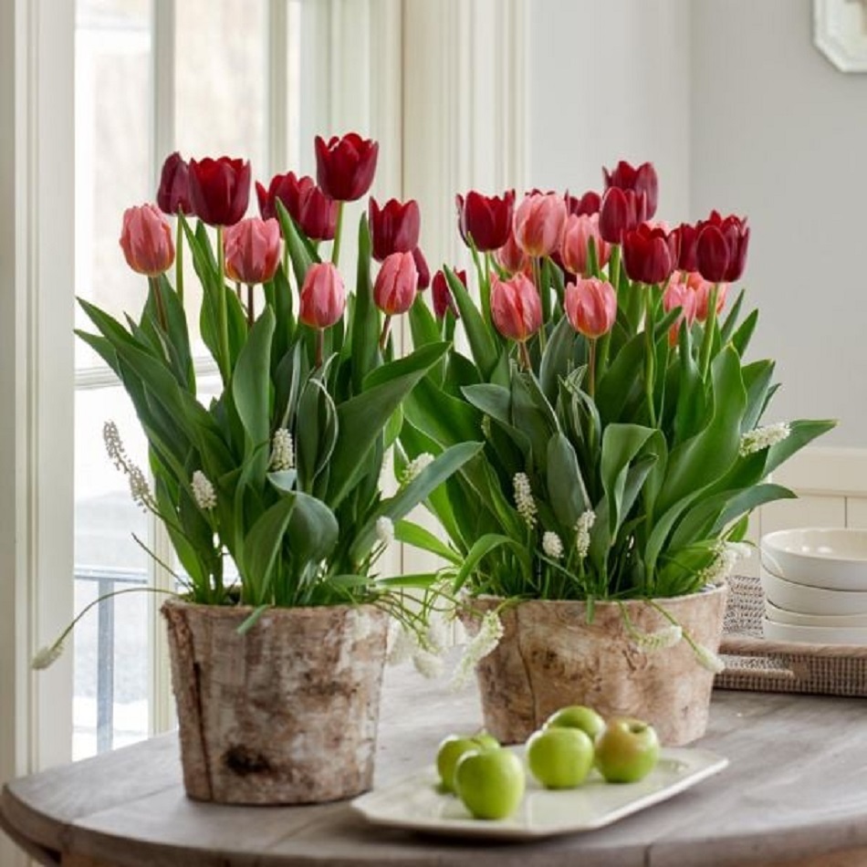 Pink and red tulips in rustic birch bark planters with green apples on white table