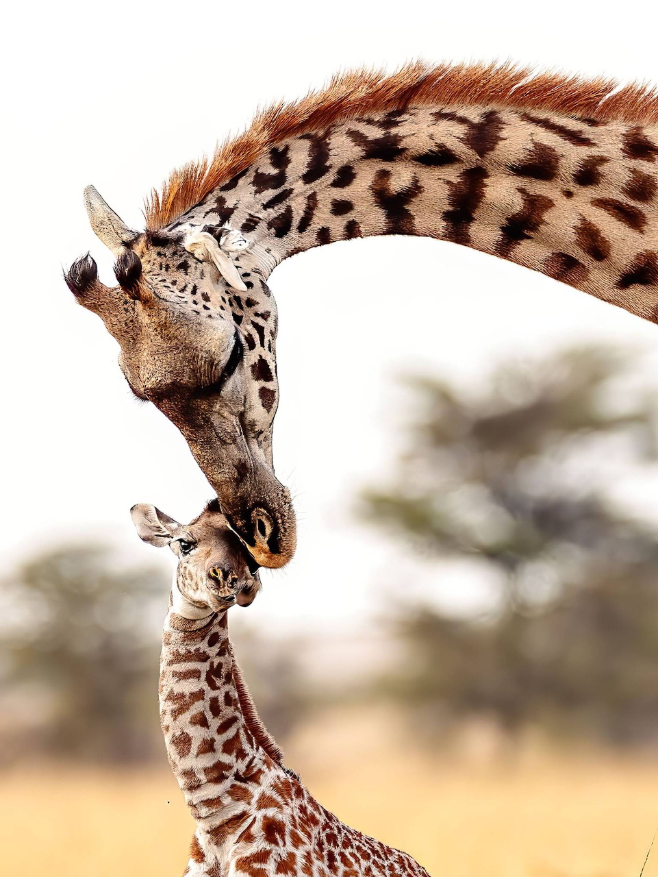 Adult giraffe nuzzling a baby calf in a grassy savanna