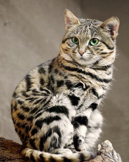 Small wild cat with tabby markings and green eyes sitting on a rock
