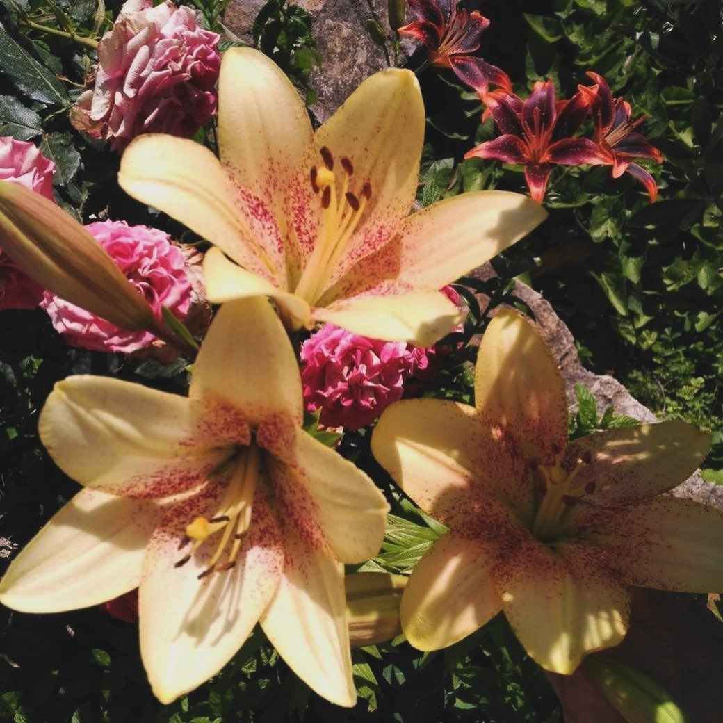 Close-up of yellow lilies with pink centers among green foliage and pink flowers