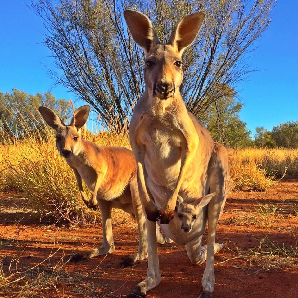 Two kangaroos in a dry field, with a joey peeking from the front kangaroo's pouch