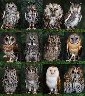 Owl Photo Collage