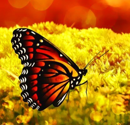 Orange and black butterfly perched on yellow flowers with red bokeh background