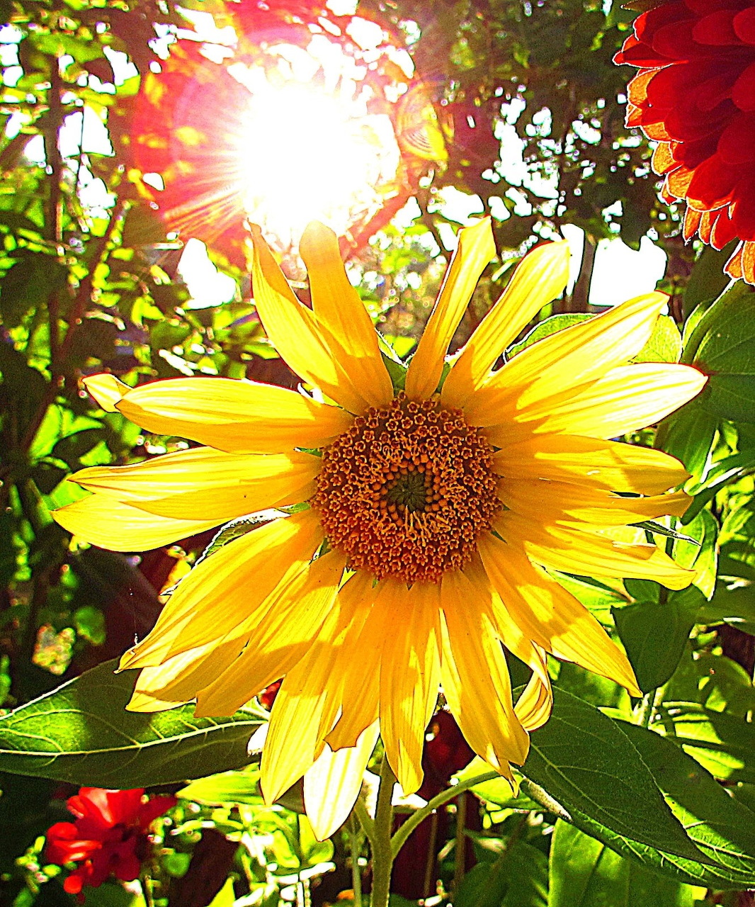 Sunflower at Sunrise