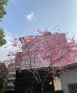 Pink flowering cherry tree with residential buildings under blue sky