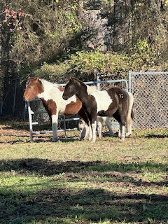 Two brown and white ponies standing near a fence in a grassy paddock