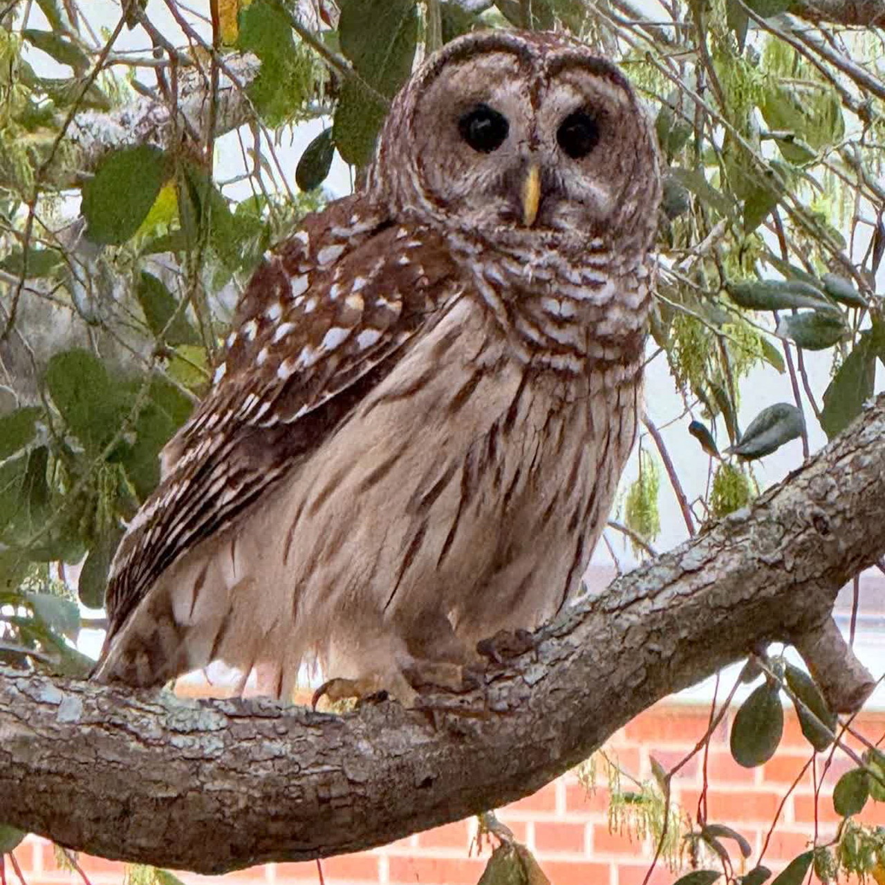 Barred owl perched on a tree branch surrounded by green leaves