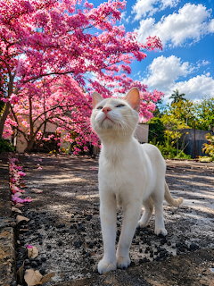 White cat sitting under blooming pink cherry blossom tree with blue sky background