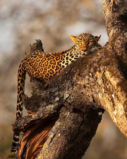Leopard lying stretched out on a thick tree branch in warm sunlight