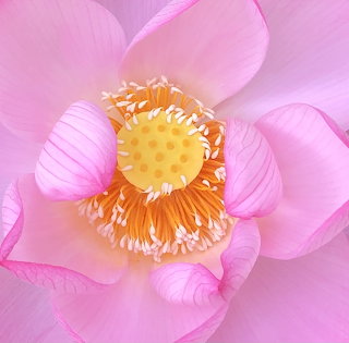 Pink Lotus Flower Close-Up