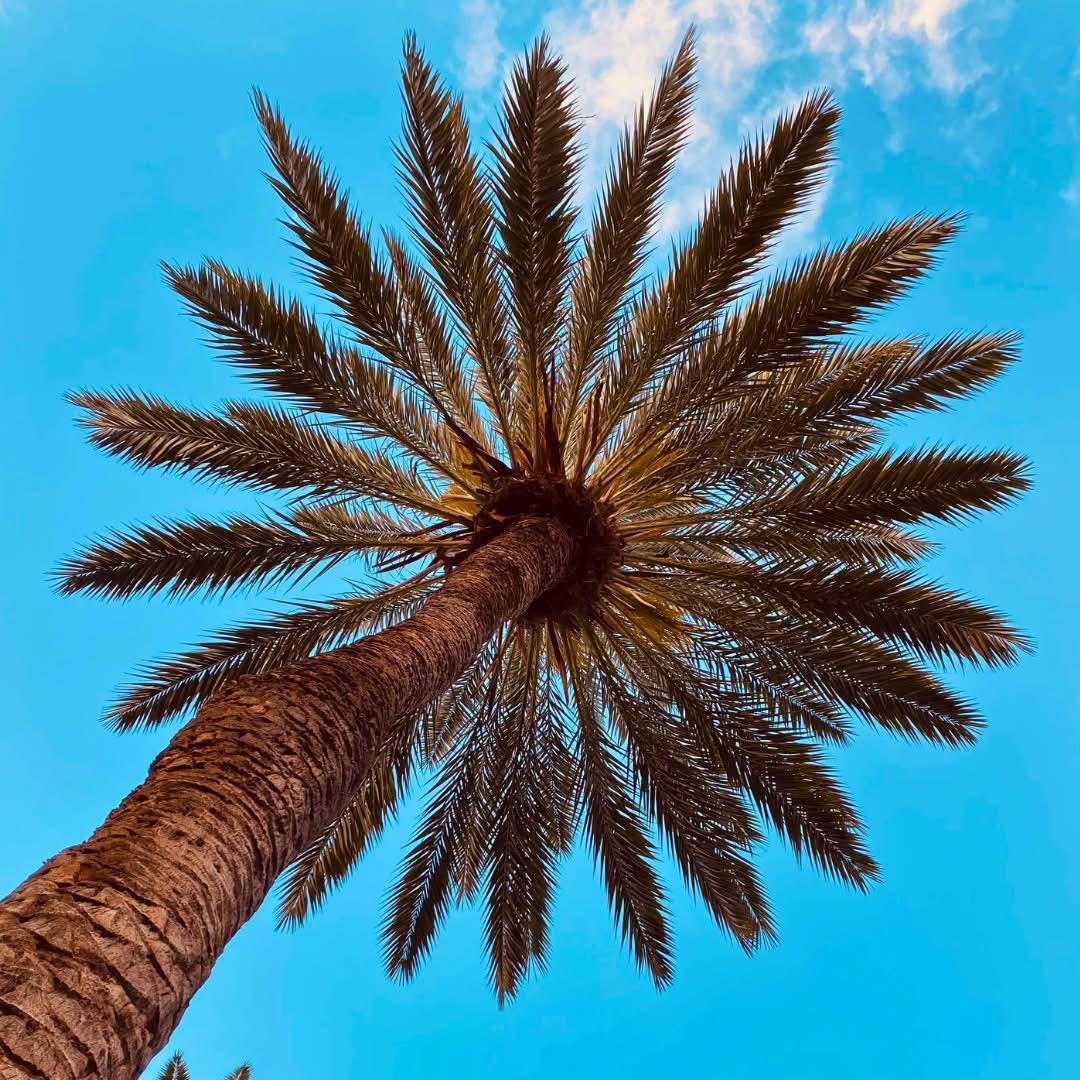 Looking up at a tall palm tree with fronds radiating against a clear blue sky
