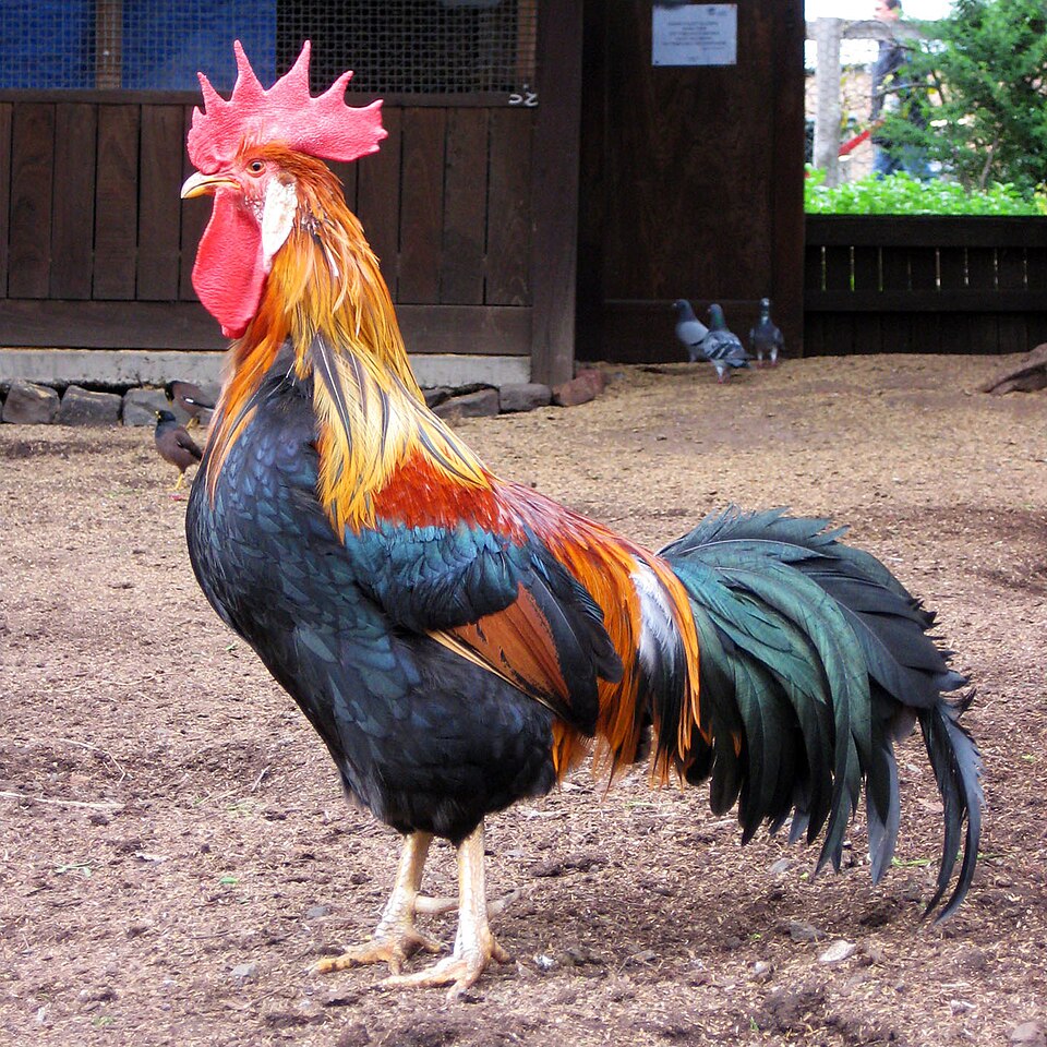 Colorful rooster standing on a dirt yard near a wooden building