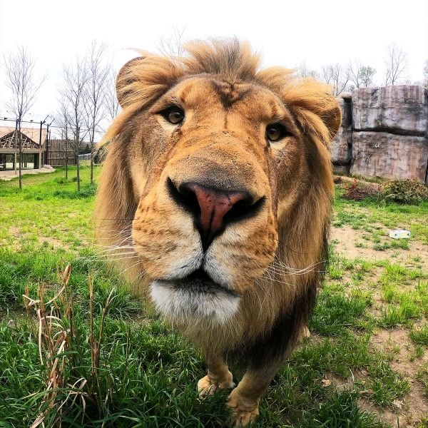 Close-up of a male lion standing on grass outdoors with its face near the camera