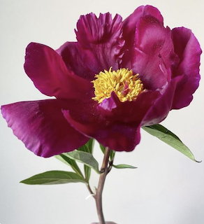 Close-up of a deep purple peony flower with yellow center and green leaves on a single stem