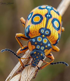 Brightly colored beetle with golden yellow body covered in blue spots and circles on wooden branch