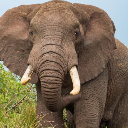 African Bull Elephant