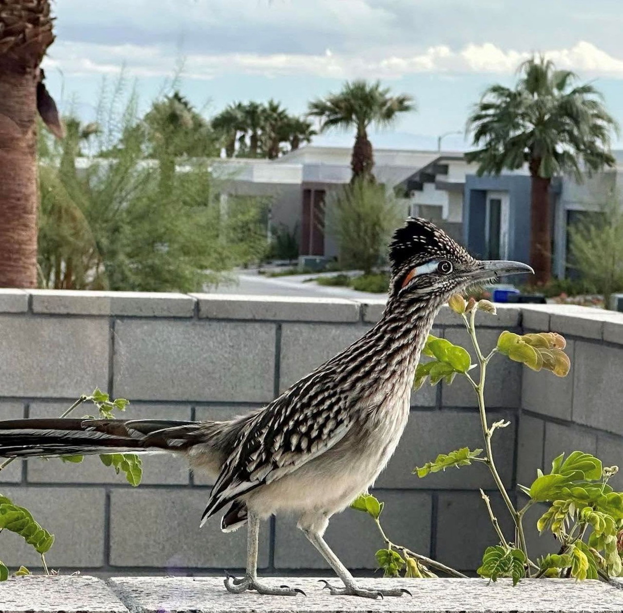 Roadrunner bird standing on a patio ledge with desert homes and palm trees behind it