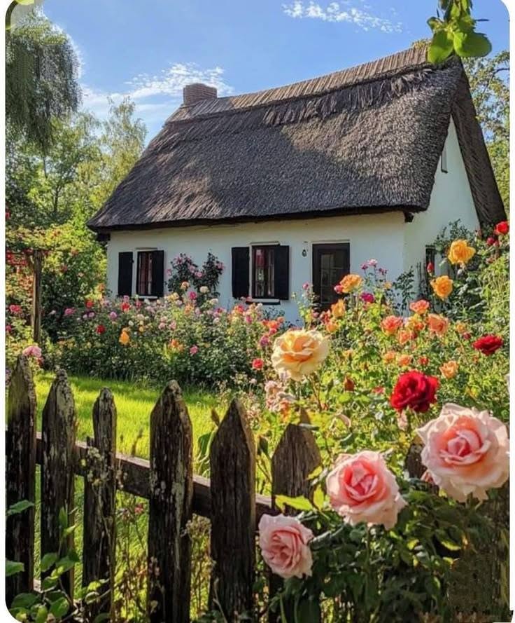 White thatched cottage behind a wooden fence with roses and colorful flowers in a sunny garden