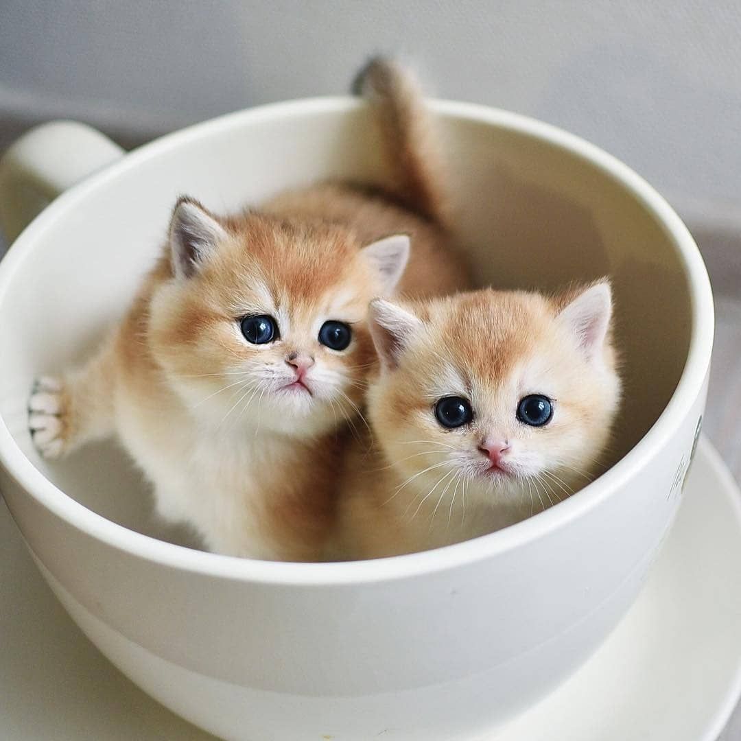 Two tiny ginger kittens sitting inside a white teacup on a saucer