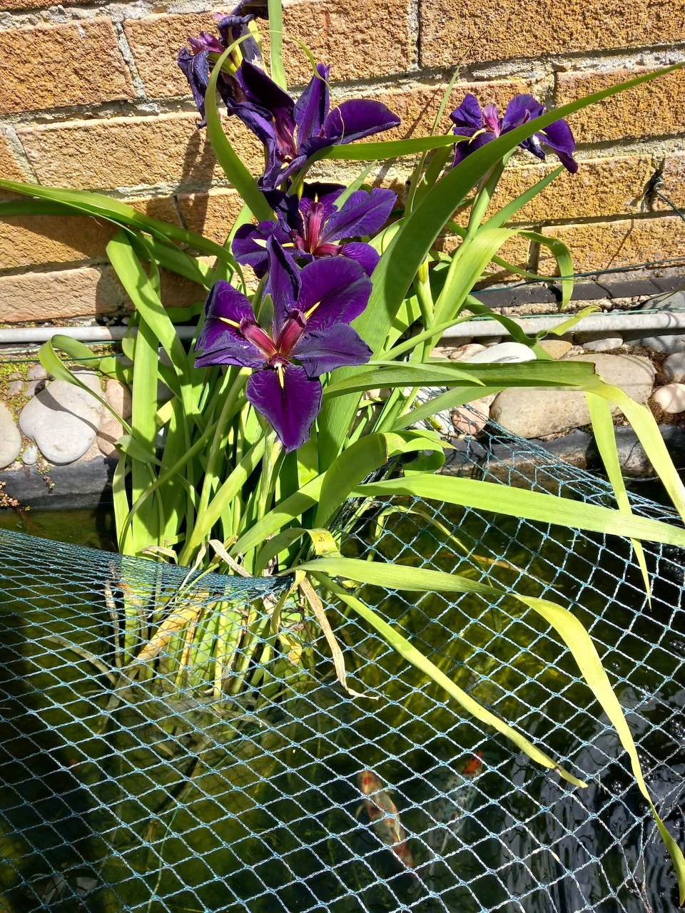Purple Iris Pond Plant