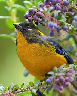 Yellow and black bird eating purple berries from a bush surrounded by green leaves