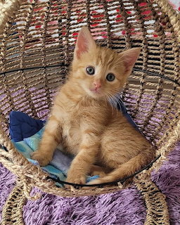 Orange Tabby Kitten on Wicker