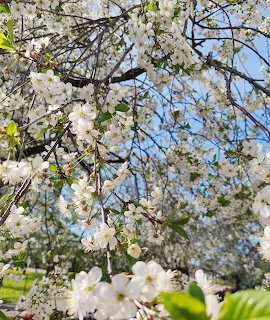 White blossoms on tree branches against a blue sky in spring
