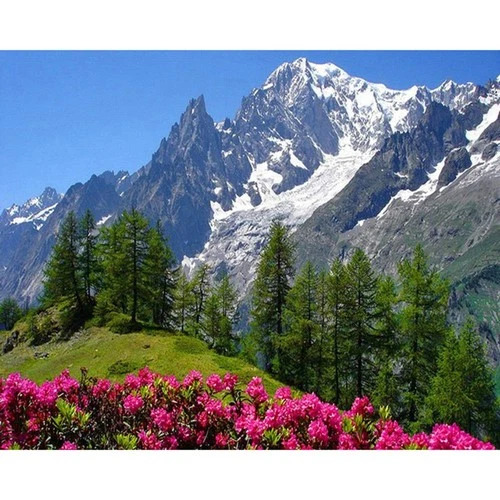 Pink alpine flowers, pine trees, and a snow-capped mountain beneath a clear blue sky
