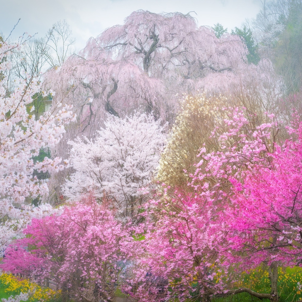 Misty landscape with pink and white flowering trees in full spring bloom