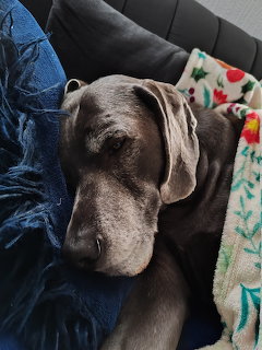 Sleeping Weimaraner Dog