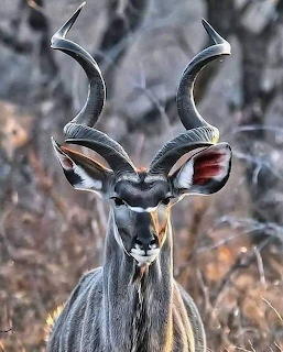 Male greater kudu antelope with large spiral horns looking directly at the camera in the wild