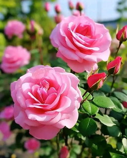 Close-up of pink roses with buds and green foliage in a garden