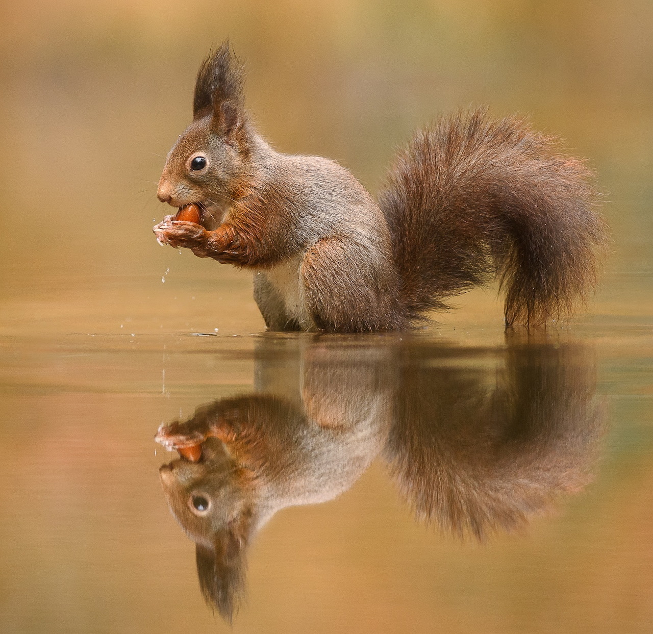 Red squirrel standing in shallow water with its reflection visible below