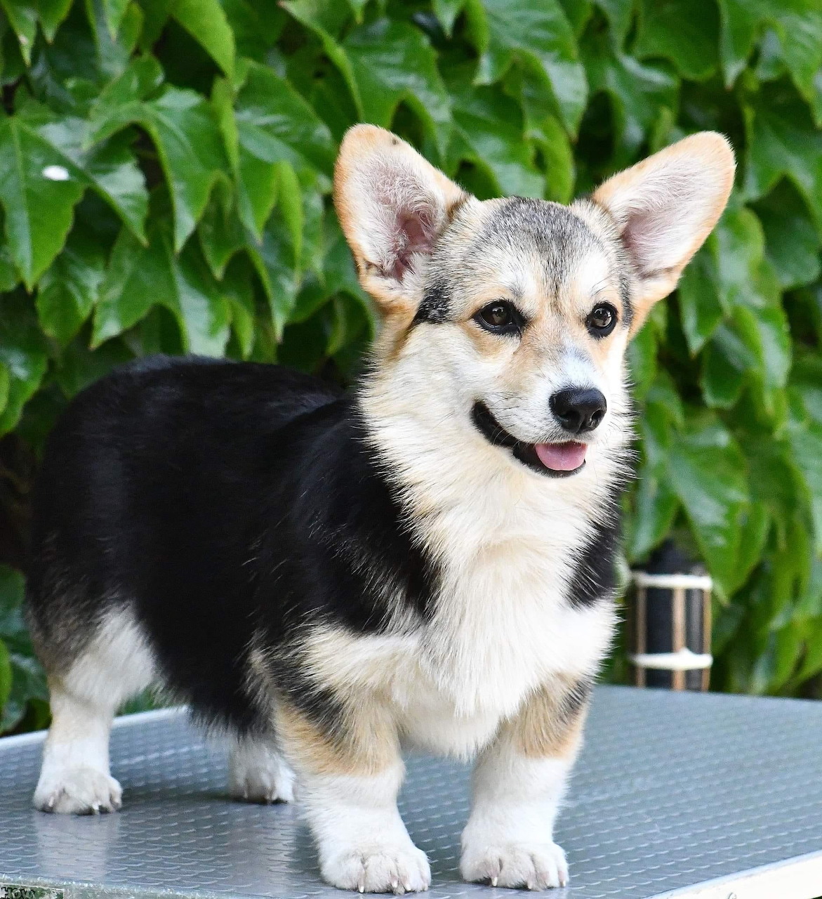 Corgi Puppy Portrait