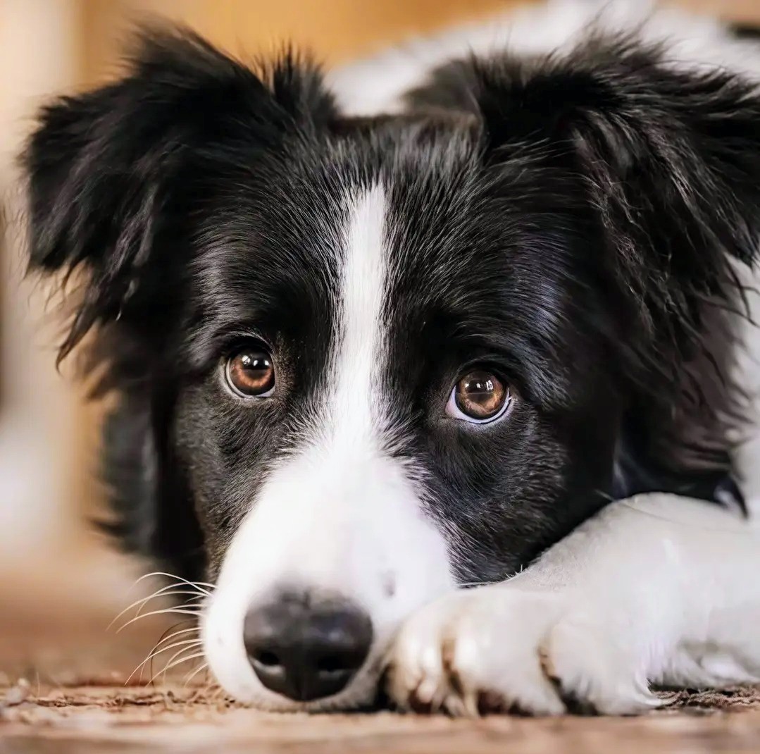 Beautiful Dog Border Collie