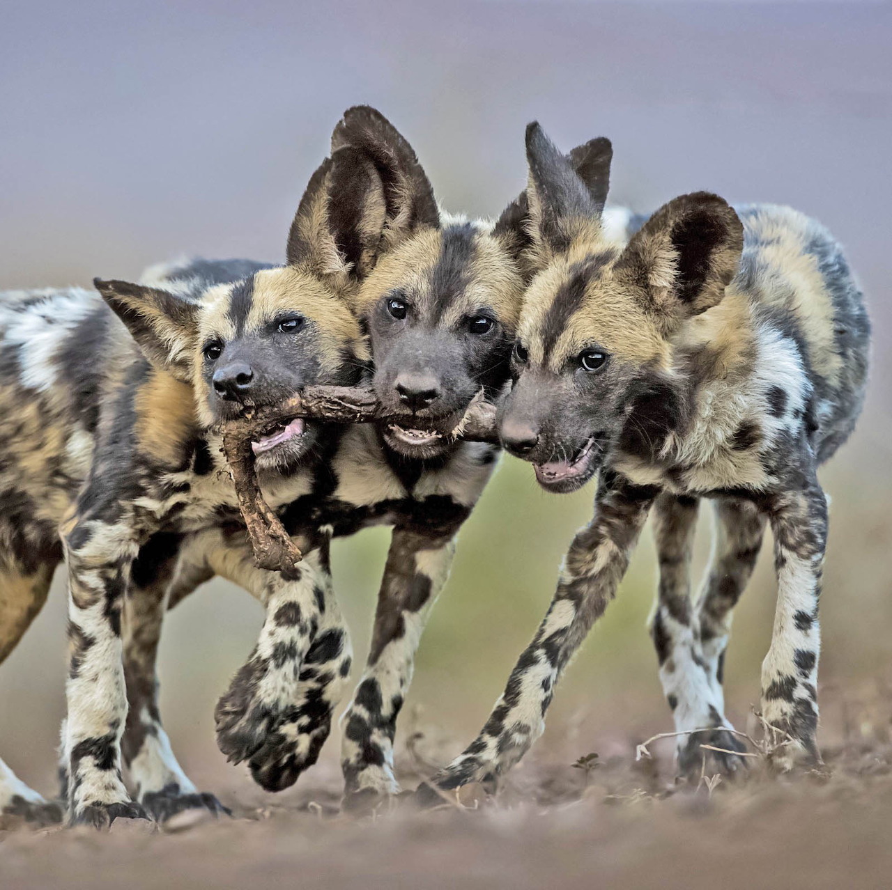 Three spotted hyena cubs standing together on dusty ground