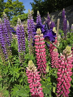 Pink and purple lupin flowers blooming in a sunny garden with green leaves and blue sky