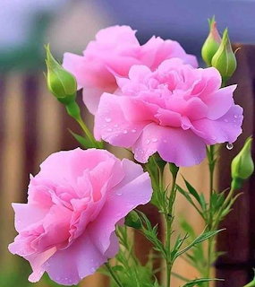Pink Roses with Dewdrops