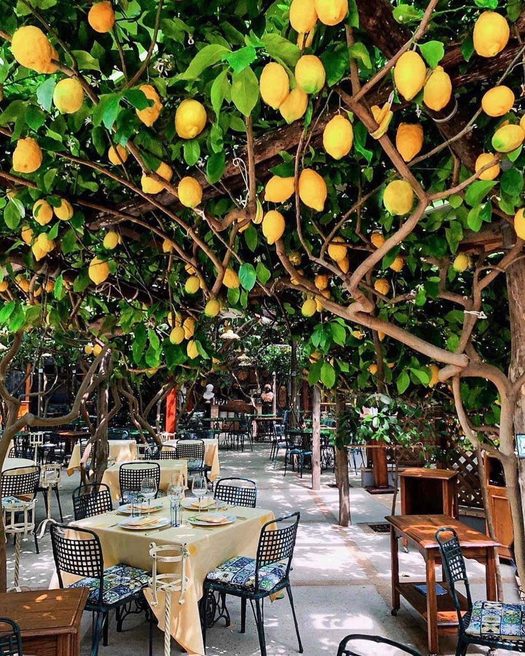 Restaurant patio with tables and chairs beneath a large lemon tree laden with yellow fruit