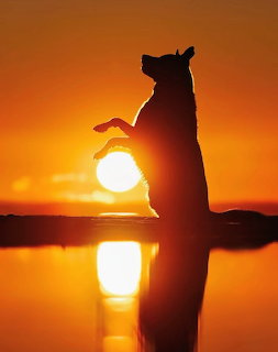 Dog silhouette standing upright against sunset over lake with water reflection