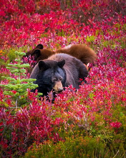 Two black bears walking through bright red autumn bushes