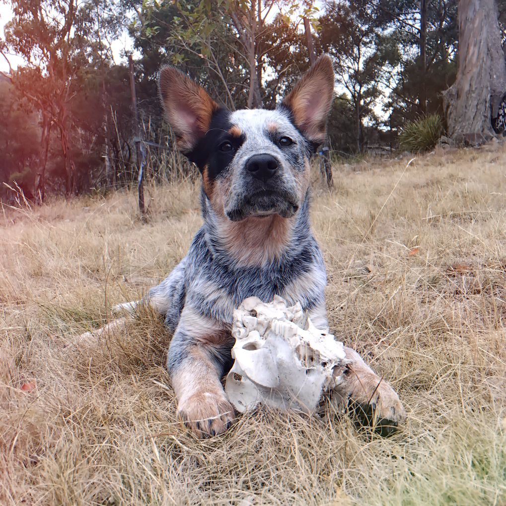 Blue heeler dog lying in dry grass holding a worn plush toy outdoors